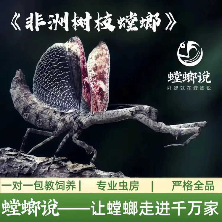 【顺丰包邮】非洲树枝螳螂观赏螳螂宠物螳螂指尖宠物懒人宠物桌