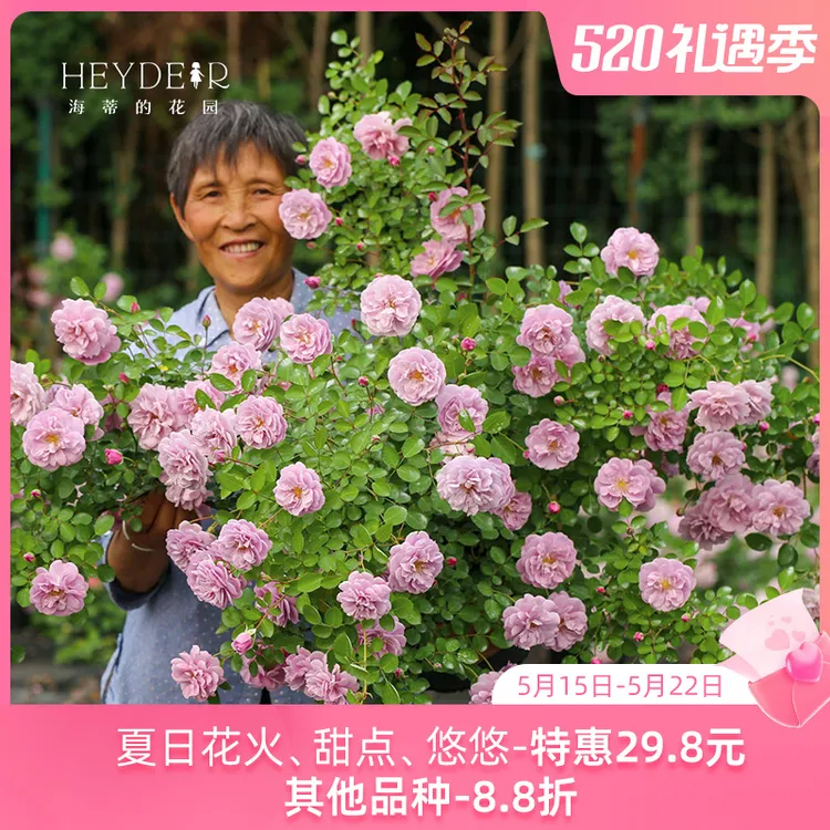 海蒂的花园月季花苗龙沙宝石蓝色阴雨花拱门爬藤植物树苗花卉盆栽