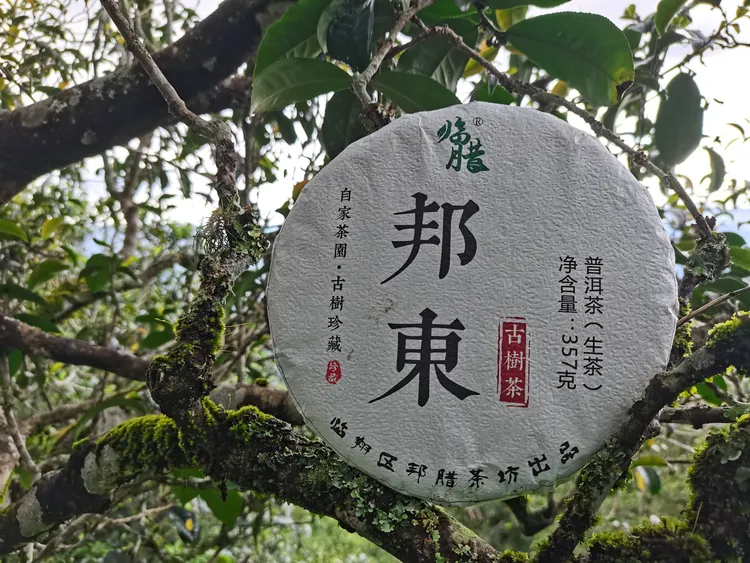 云南临沧  邦东茶区  自家茶园  古树生茶  紧压茶饼  2022秋