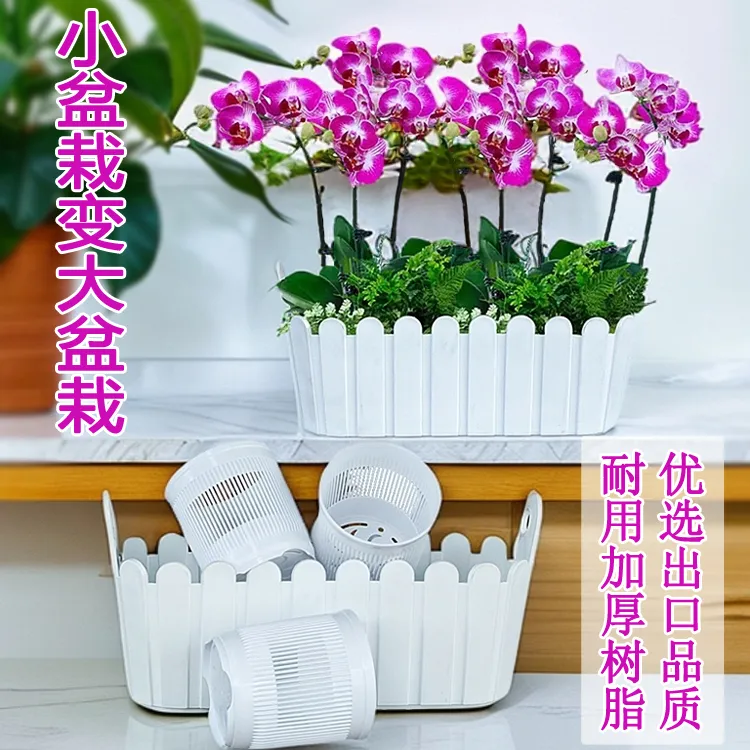大辣椒蝴蝶兰3棵组盆椭圆花盆小盆花草拼盘摆会议室大厅客厅专属