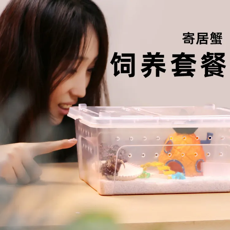 寄居蟹活体饲养盒套餐～饲养套装造景宠物小菠萝套餐儿童礼物