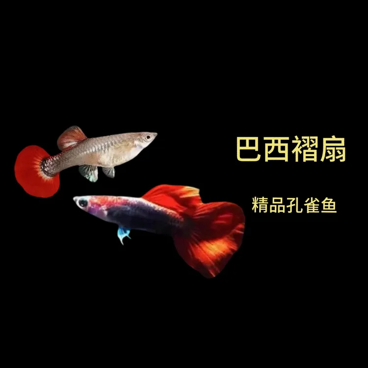 褶扇搭对30条10条备损(入缸不包损）