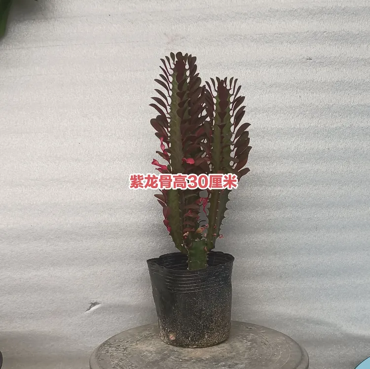 主播推荐紫龙骨花卉小棵零下5度以上可随时发货