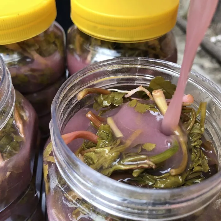 贵州芹菜酸菜野生芹菜酸下饭芹菜酸菜1斤5斤