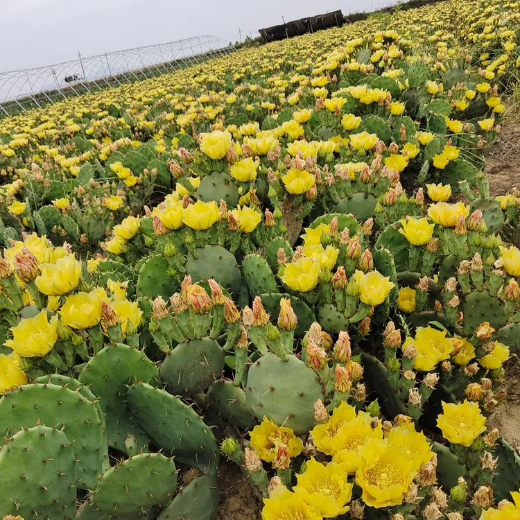 虎头团扇仙人掌，耐干耐寒易成活，可食用药用