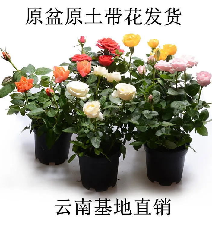 盆栽多头玫瑰好养花开不断