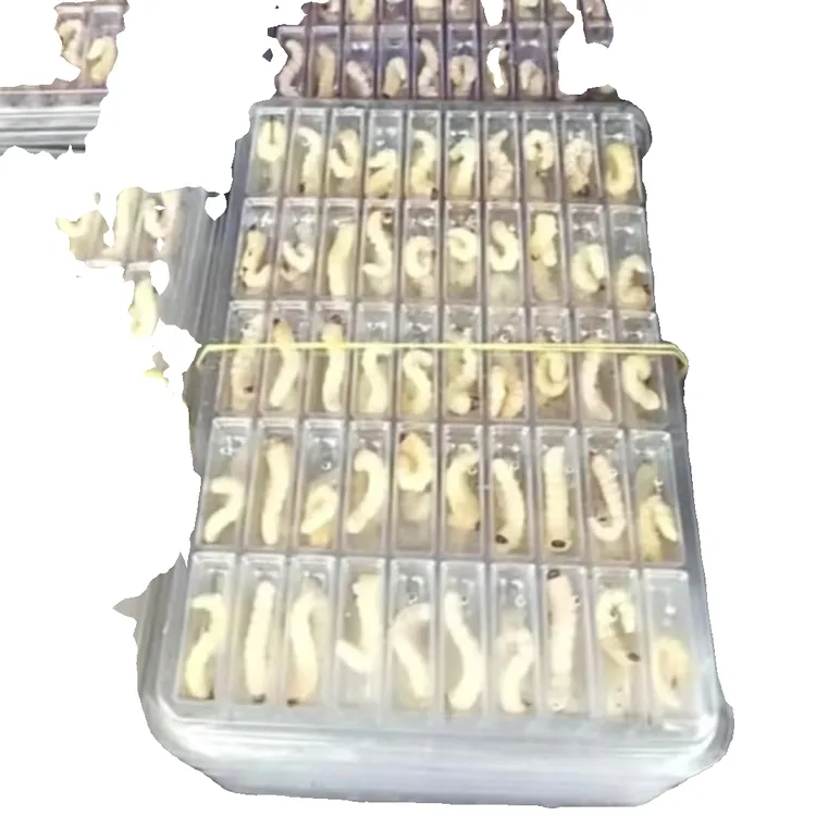 微敏新鲜小头柴虫贵州野生鸟食柴虫画眉鸟黄豆鸟鸟食提性壮瞟上体