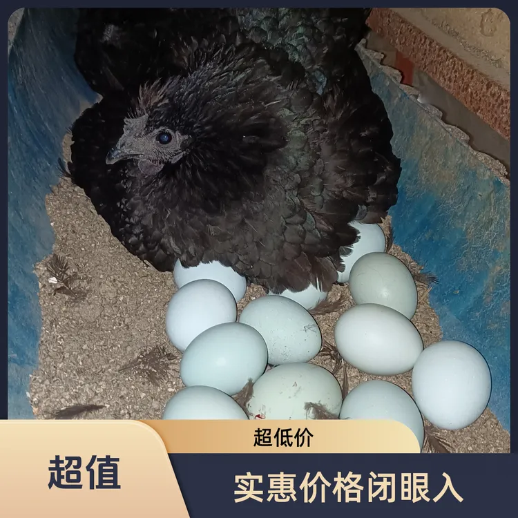 农村散养绿壳乌鸡蛋