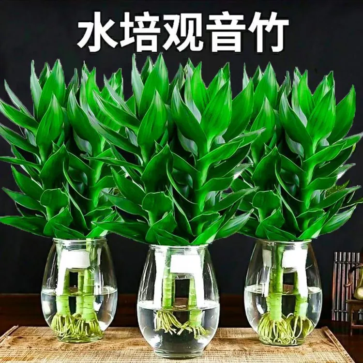 【竹来运转】水培观音竹水养季节富贵竹四季常青绿植物含玻璃花瓶