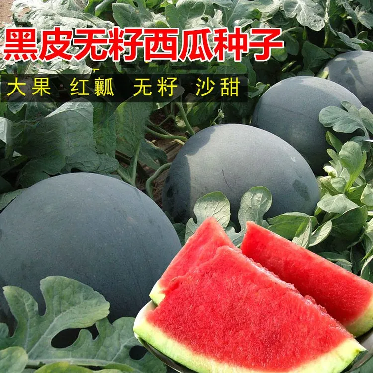 黑皮无籽西瓜早熟种子薄皮沙瓢新鲜水果西瓜无籽农家自种无籽西瓜