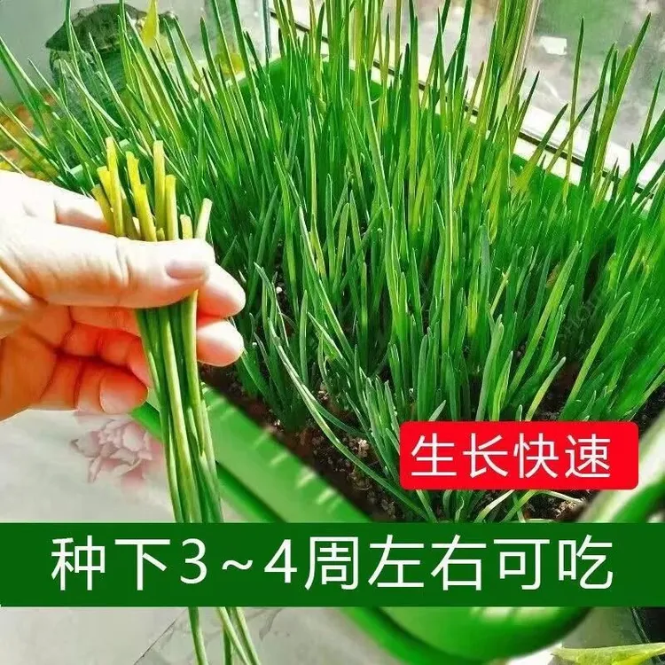 四季小香葱蔬菜种子庭院阳台家庭种植盆栽大全四季易阳台