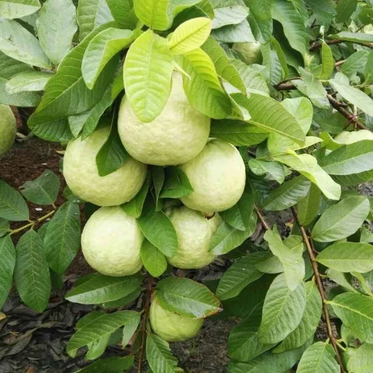 番石榴果苗芭乐果苗可盆栽地栽适宜南方种植广东发实拍看教程种植