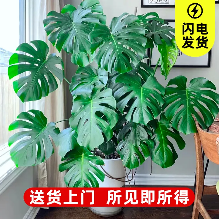 大叶龟背竹客厅大盆栽老桩植物室内大型绿植落地大花盆水培琴叶榕