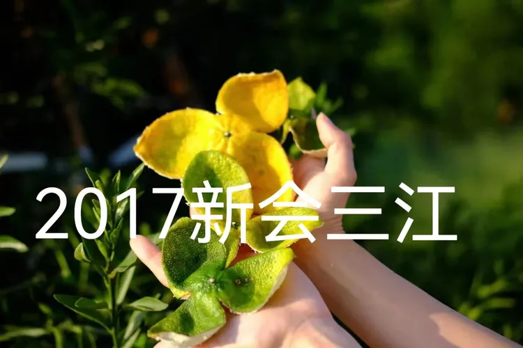 新会陈皮 产地 三江  2017年