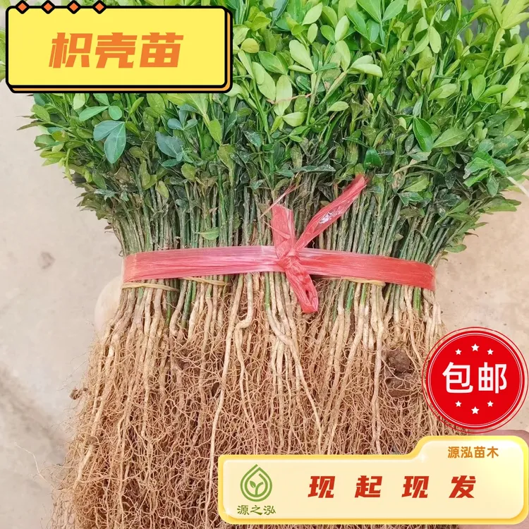 枳壳苗枳壳树苗批发铁篱笆橘苗刺桔绿篱嫁接柑橘用枳实苗耐寒苗木