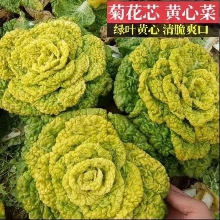 耐寒黄心乌塌菜黄心菜菊花心菜大白菜农家当季播蔬菜黄金乌