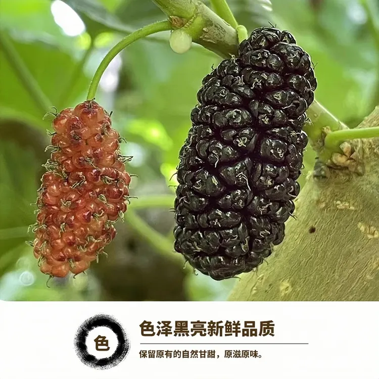 新鲜桑葚果泡酒酵素熬膏孕妇儿童即食水果2-6斤冷链包邮黑桑椹子