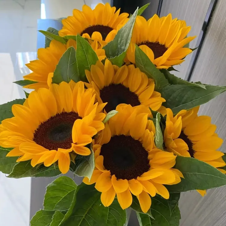 【向日葵鲜花】向日葵鲜花家庭水养插花瓶向日葵送人云南直发包邮