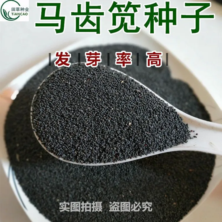 马齿苋种子新产野菜种子食用马齿菜籽长寿菜马齿笕籽庭院阳台种植