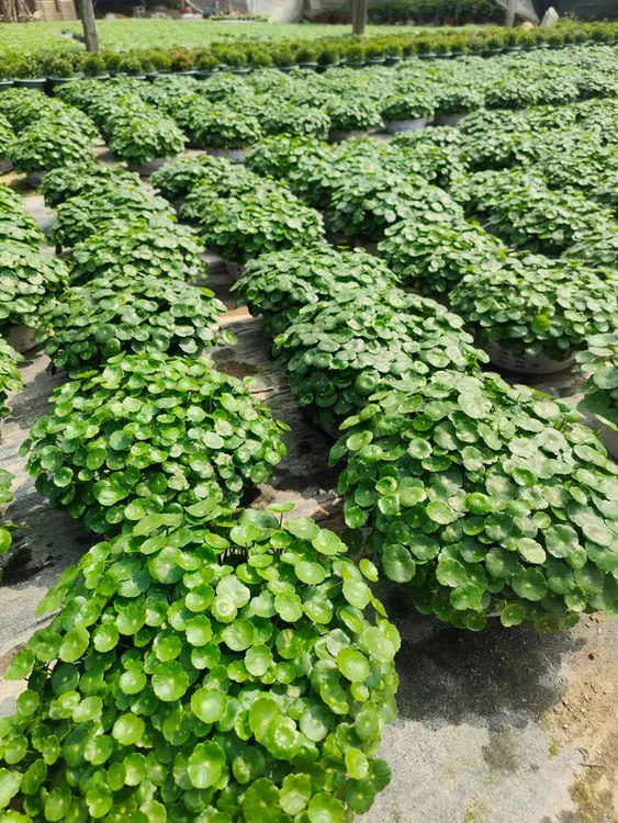 铜钱草水培植物水养花卉室内小绿植盆栽金钱草四季好养活带叶发货