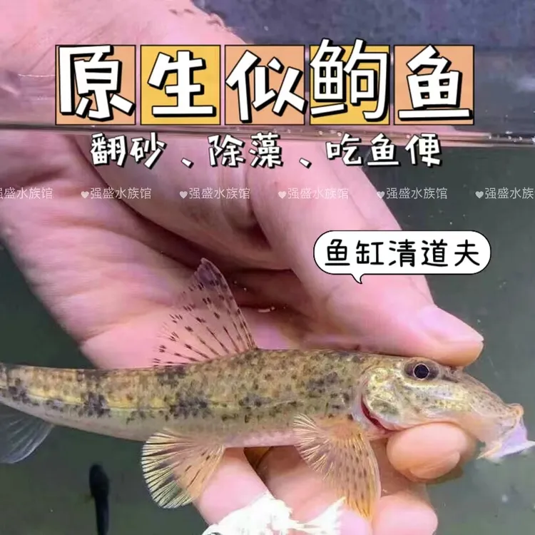 原生似鮈鱼马头鱼棍子鱼清洁洗沙除藻翻砂冷水工具鱼好养淡水鱼