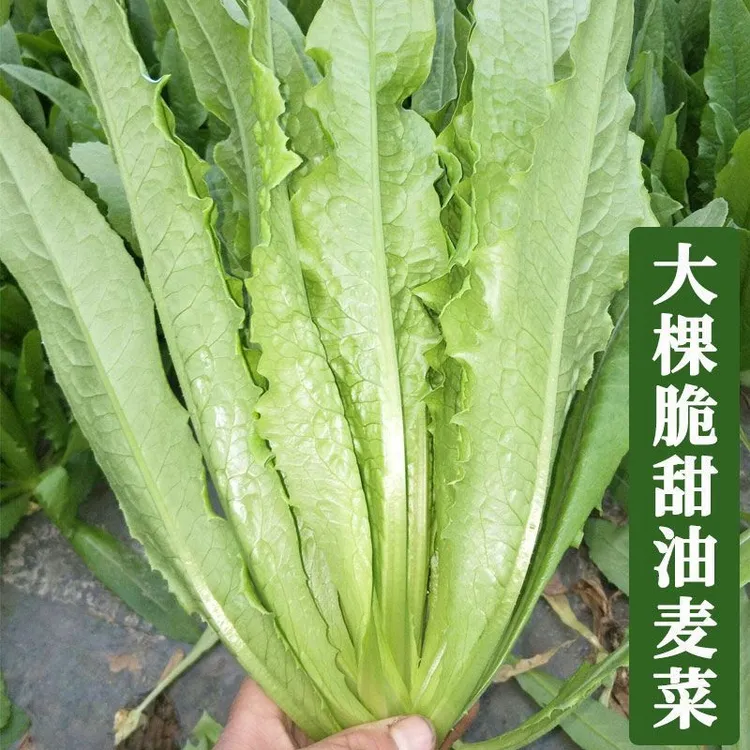 油麦菜种子四季播青菜种籽阳台盆栽菜籽种蔬菜种子甜脆香油麦菜