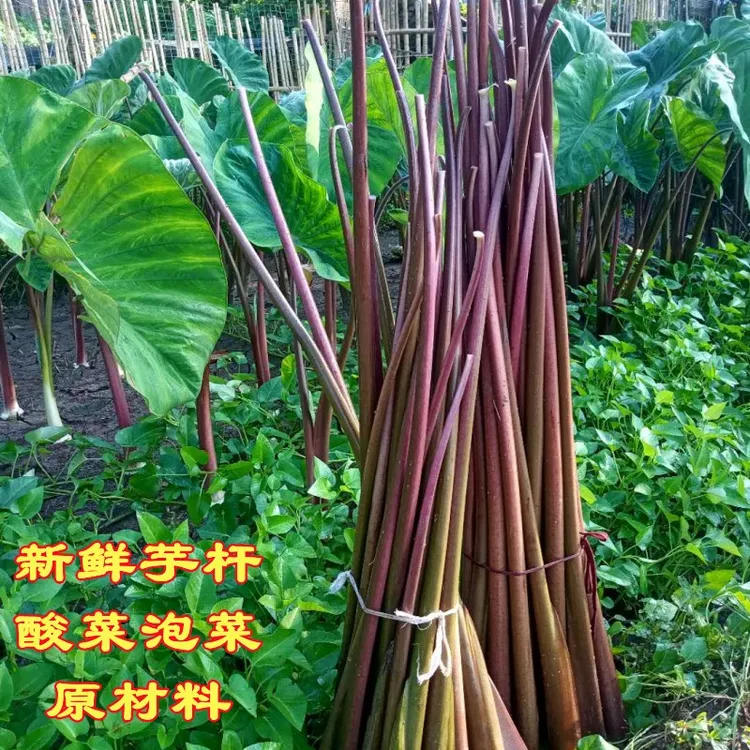 红荷杆新鲜水芋头芋紫芋苗杆泡酸菜原材料现剥现发3斤农产品食用