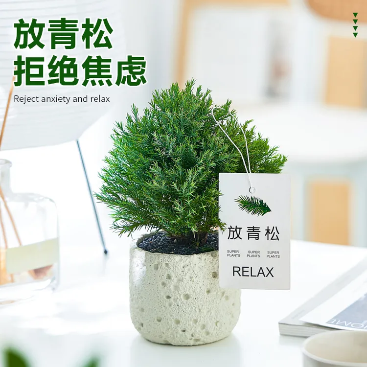 雾凇室内盆栽办公室桌面绿植净化空气四季常青好养活放青松小盆景