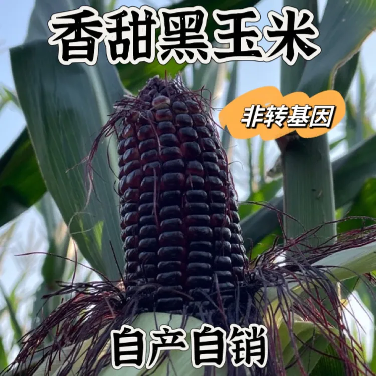 ［新鲜采摘］农家种植新鲜当季黑玉米带壳发货现采现发五斤装箱
