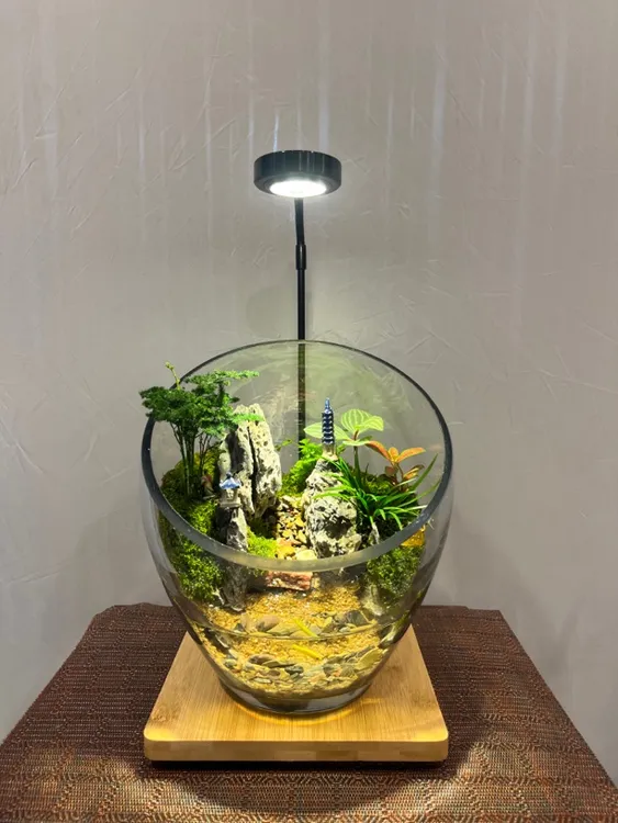 玻璃缸植物微景观（所看即所得）