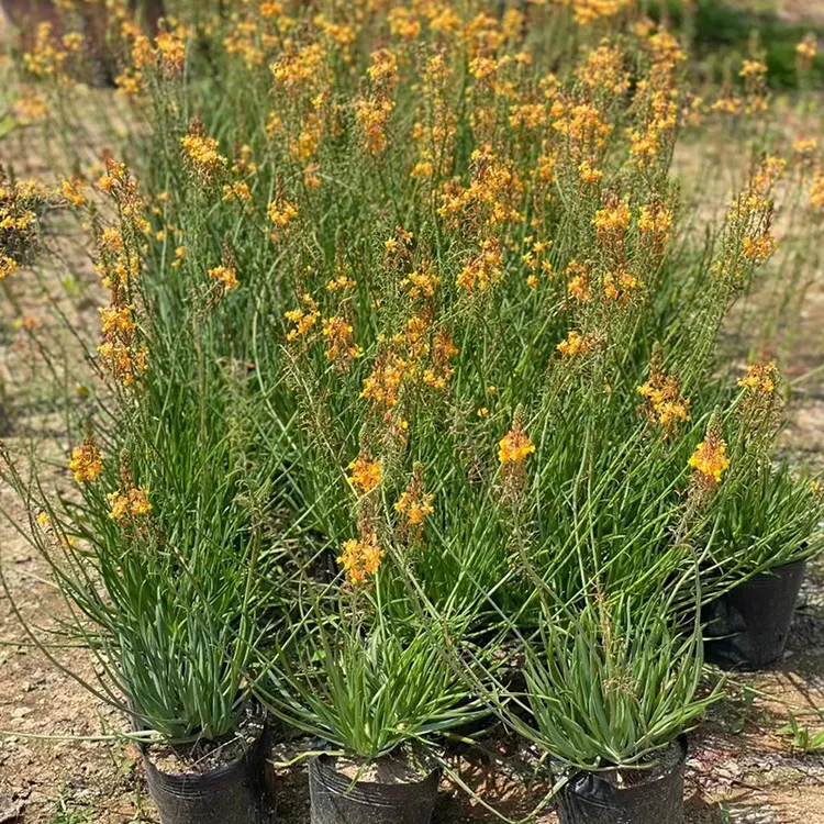 葱芦荟 Bulbine cremnophila 须尾草多年生常绿多肉 沙漠芦荟植物