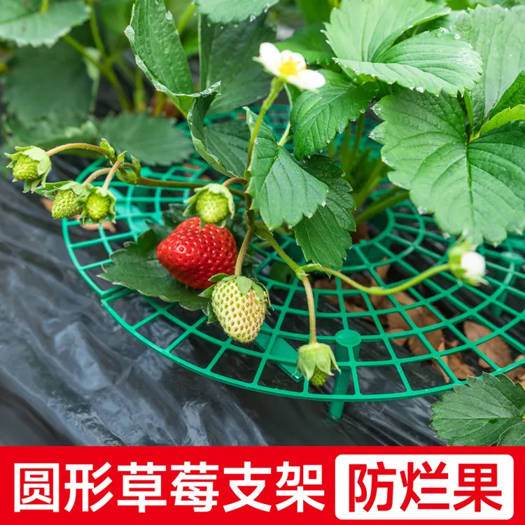 草莓支架阳台盆栽庭院种植果实爬藤支撑架神器种菜托盘园艺花支架