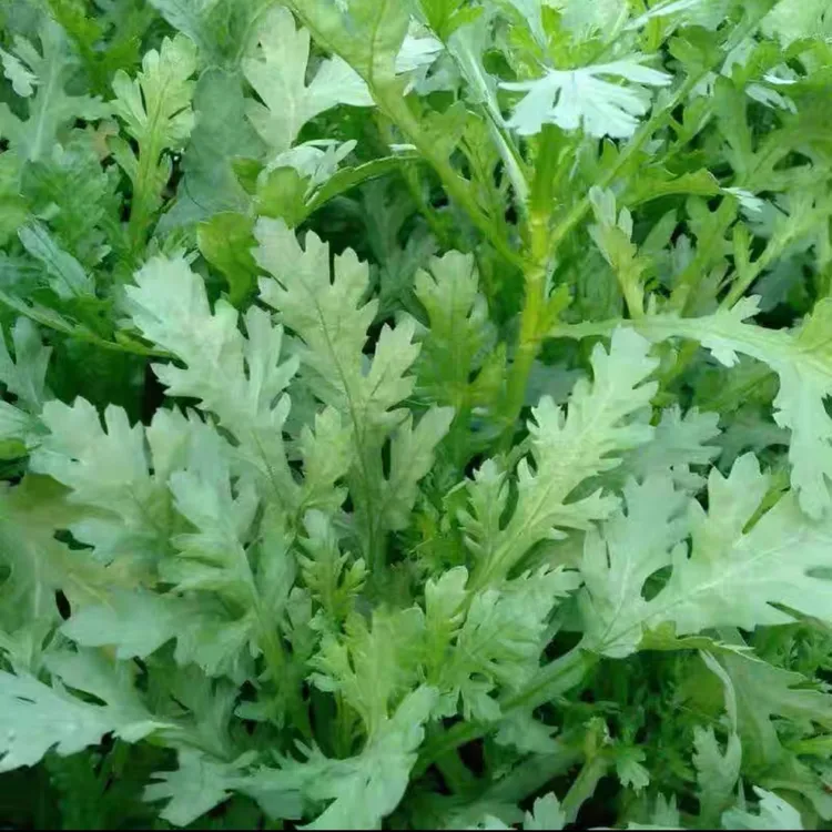 四川农家露天种植当季新鲜蔬菜小叶茼蒿菜皇帝菜火锅菜现摘4斤