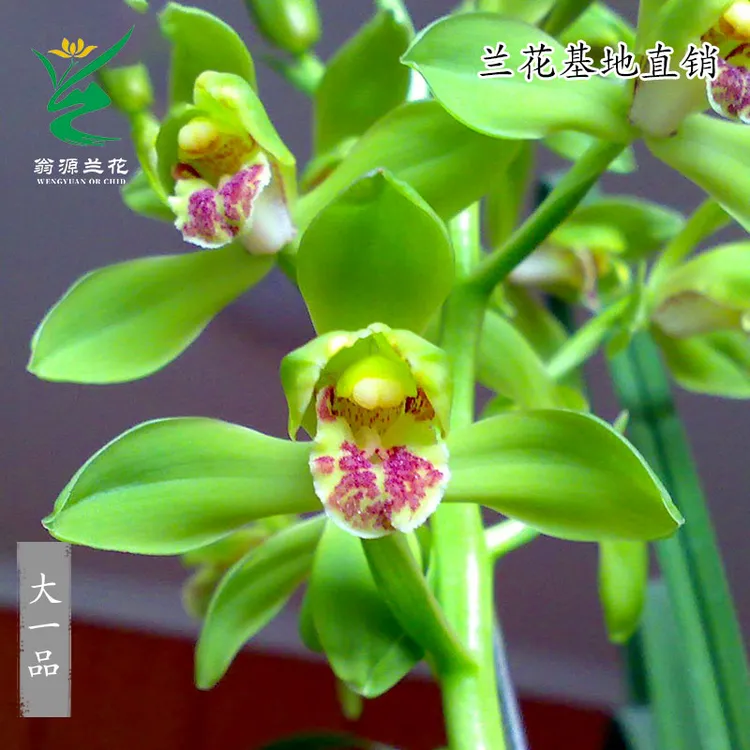 翁源兰花苗九华蕙兰老种大一品浓香型好养室内办公室绿植花卉盆栽