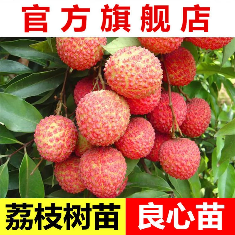 桂味荔枝圈枝大苗带土带叶广西发货精品美植袋嫁接桂味荔枝树苗