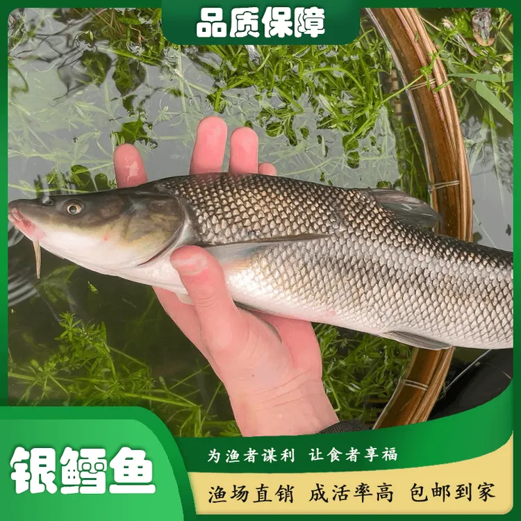 银鳕鱼淡水常温鱼类杂食性可食用可观赏活体鱼草鱼食性习性