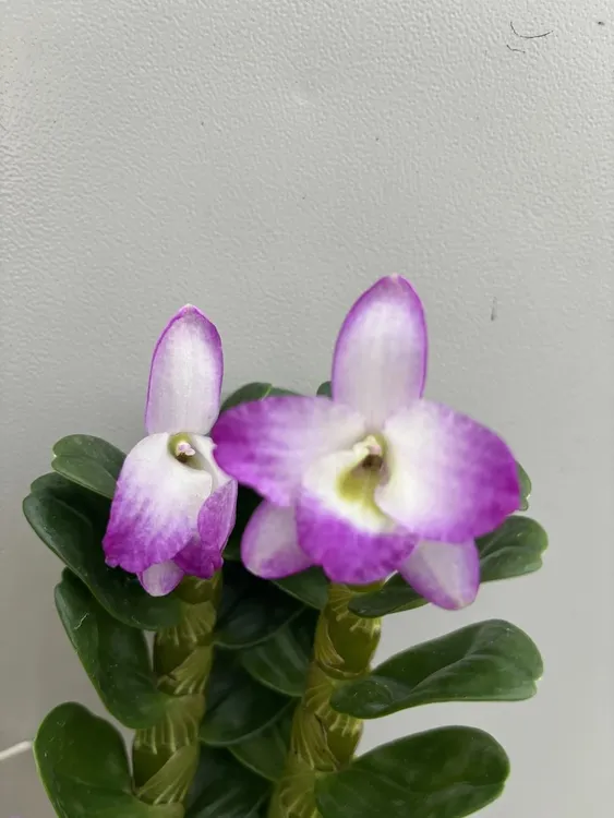 嫦娥石斛 圆叶春石斛 通条爆花