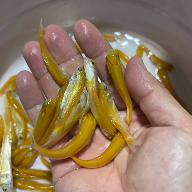 【活体】正宗金丝草鱼 （3-10cm）观赏鱼淡水鱼冷水鱼招财鱼发货养殖