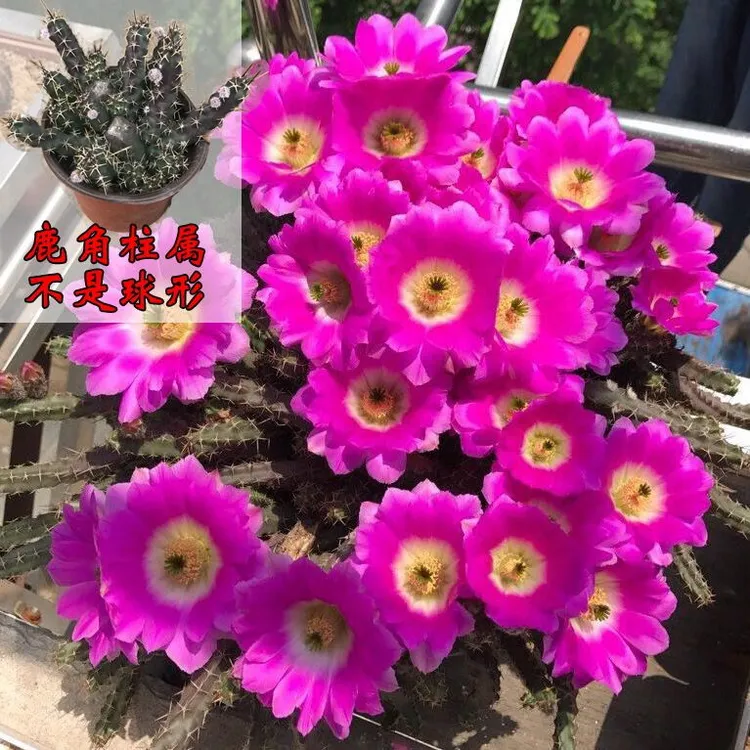 【美花角】虎头梅仙人掌仙人球开花多肉植物鹿角柱防辐射盆栽花卉