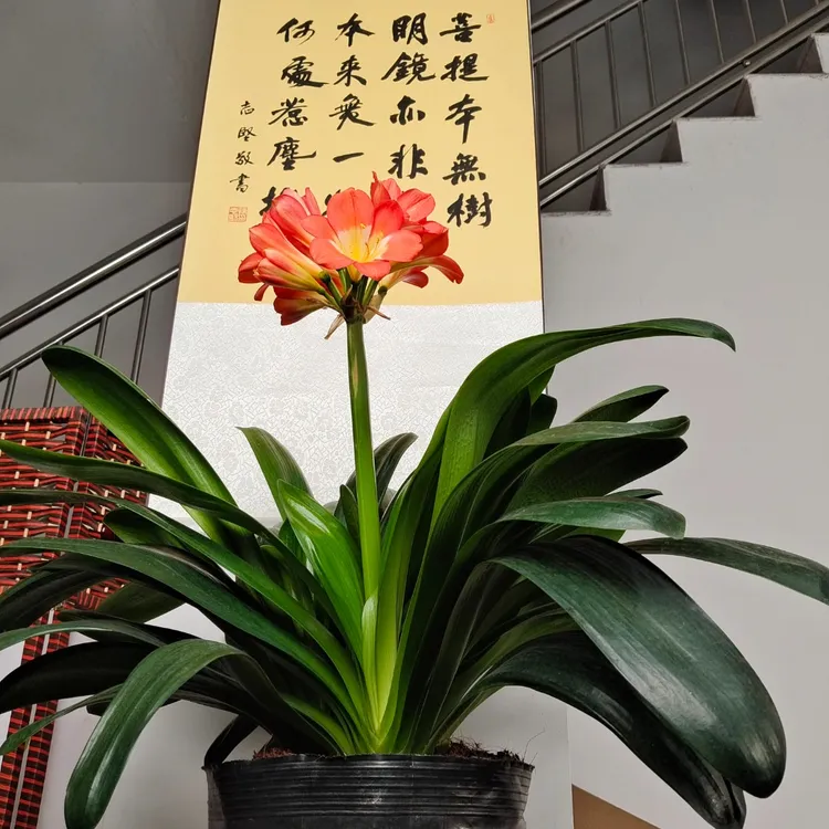 精品君子兰，一物一拍，基地直发，花乡故事，观花赏叶，四季常青