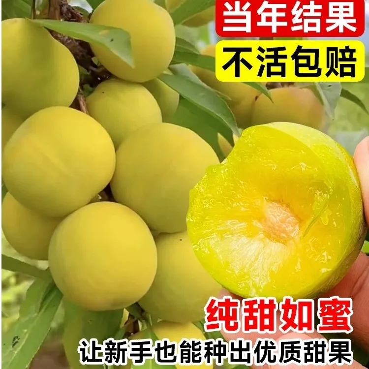 正宗嫁接蜂糖李子树苗 盆栽地栽 南北方种植 当年结果 四季脆李