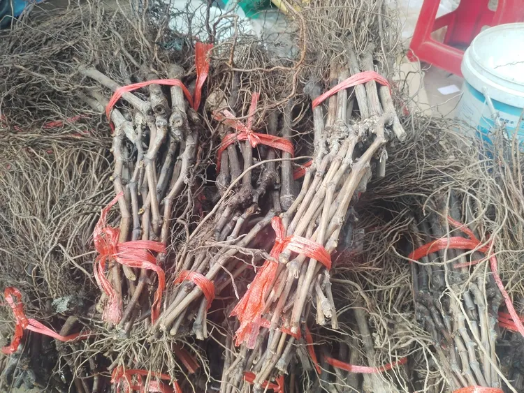 福利苗4株（阳光玫瑰，巨峰，克伦生，秋黑）