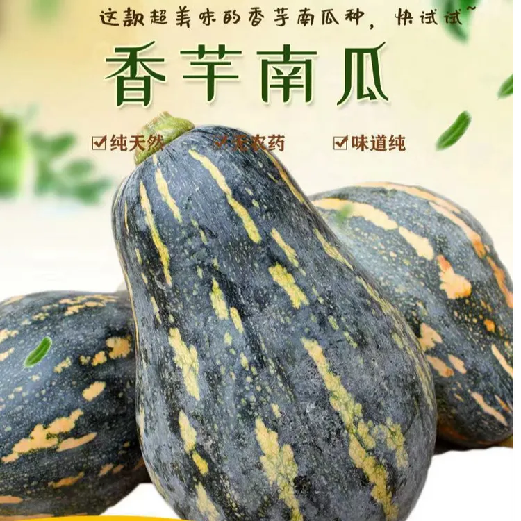 江永香芋南瓜 正宗农家新鲜现摘软糯香甜非贝贝南瓜一个装约2-3斤