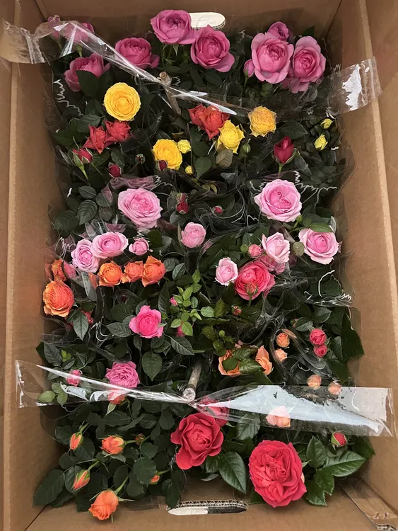 【观花盆栽大合集】盆栽玫瑰花  蟹爪兰 栀子花