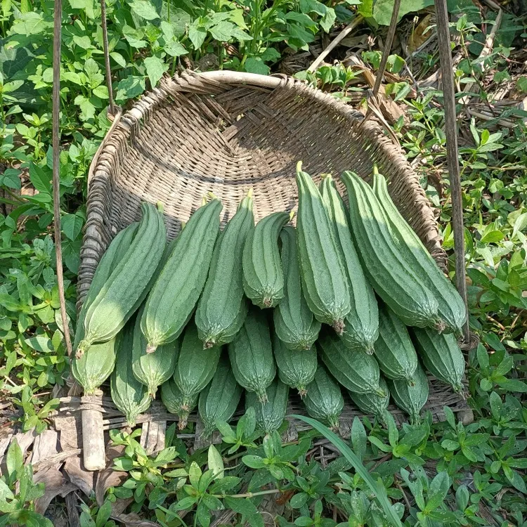 广西新鲜丝瓜棱角丝瓜农家自种蔬菜肉丝瓜当季丝瓜包邮