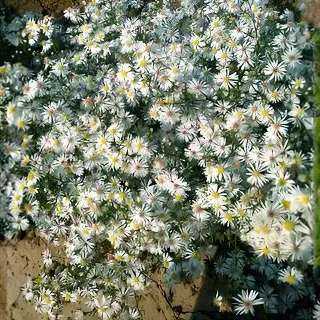 美洲白箢   高山紫苑盆苗  多年生耐寒耐热耐湿宿根花卉【鲁虹】