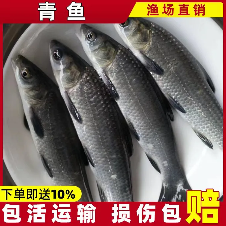 活体观赏 青鱼螺蛳青淡水养殖宠物活体