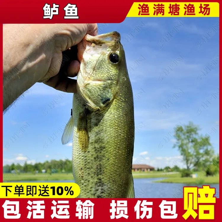 精品鲈鱼  加州鲈鱼 观赏宠物活体