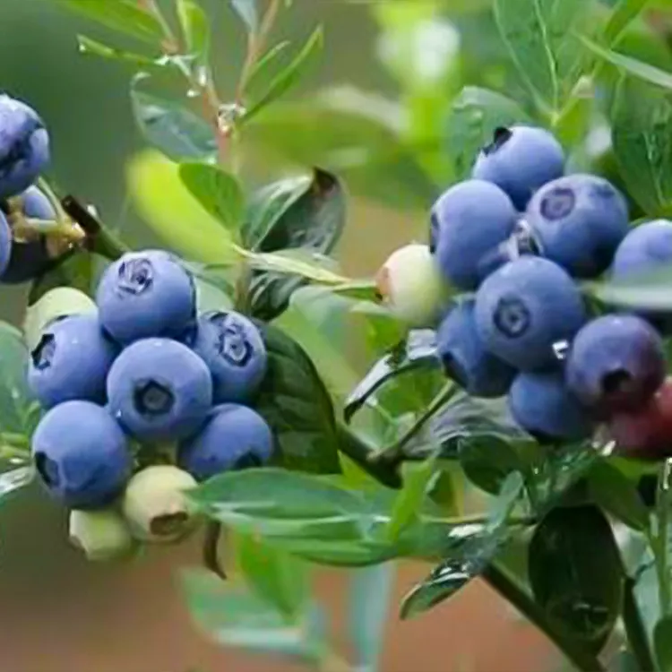 特大蓝莓树果苗带果盆栽蓝莓苗南北方种植庭院阳台果树苗当年结果