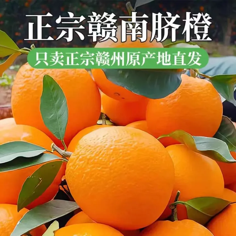 赣南脐橙新鲜现摘现发果园直供正宗江西赣州当季水果孕妇精选甜橙